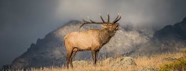I didn't start with all of this high quality gear. Gear Lists Rocky Mountain Elk Foundation