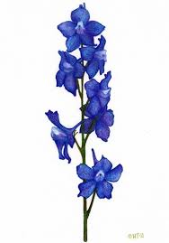 Simple Larkspur For Drawing And Coloration Ideas Larkspur Flower Tattoos Larkspur Tattoo Birth Flower Tattoos