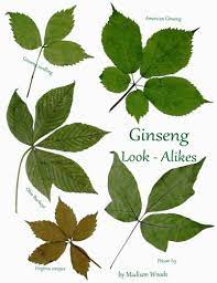 He was fighting a full strength avatar of the green, and swamp thing could have killed the. Ginseng Look Alikes Woods Madison Amazon De Bucher