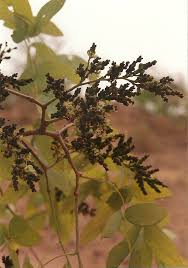 Image result for Brachystegia