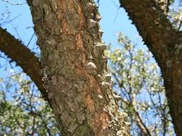Image result for Acacia nigrescens