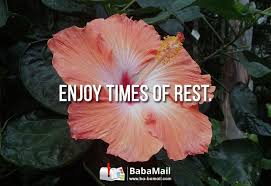 Flower Memes Beautiful Flowers Flowers Enjoy Time