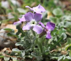Image result for Malcolmia maritima