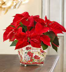 Pin On Christmas Flowers Centerpieces