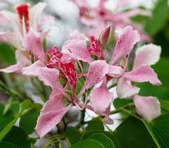 Image result for Bauhinia monandra