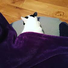 Wear the familiar comfort of a favorite blanket throughout the house with this soft, enveloping slanket. Slanket Instagram Posts Gramho Com