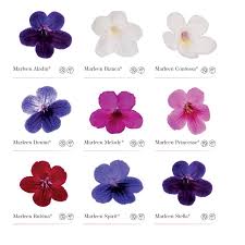 Image result for Streptocarpus montis-bingae
