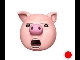 Untuk digunakan gratis ✓ tidak ada atribut yang di perlukan ✓. Babi Lucu Youtube