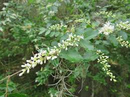 Image result for Ligustrum sinense