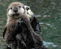 Sea otters are considerably more aquatic and live in the ocean for most of their lives. Can Sea Otters Save The World The Journal Of The San Juan Islands