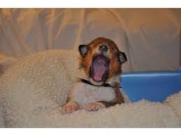 We occassionally have show prospects and companion puppies available. Collie Puppies In Pennsylvania