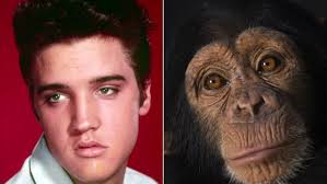 The Untold Truth Of Scatter, Elvis' Pet Chimp