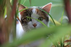 Eating Your Greens: The Basics of Cat Grass | CVMBS News