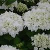 Details 'madame emile mouillère' is a small deciduous shrub to 1.8m, with large oval leaves and. Https Encrypted Tbn0 Gstatic Com Images Q Tbn And9gcqo4idprryab28tpjzcawhs Lzxpl45xsziacnniujj2sccza4 Usqp Cau