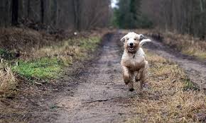 Image result for walking with dog in trials