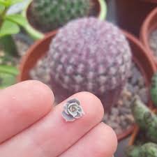 We did not find results for: How To Propagate Succulents From Leaf In Winter