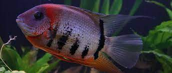 Check spelling or type a new query. Red Shoulder Severum Heros Sp Rotkeil Species Profile Aquariumdomain Com