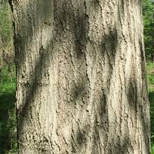 Mature sugar maple trees have shaggy, lighter colored bark. Sugar Maple Vs Black Maple Identification Bplant Org