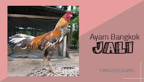 Ayam jago merah betina klawu anak emas. 8 Warna Ayam Bangkok Yang Terbaik Peduliayam
