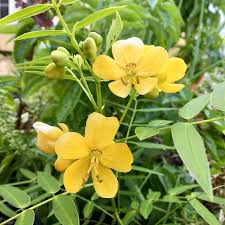 Image result for Senna floribunda