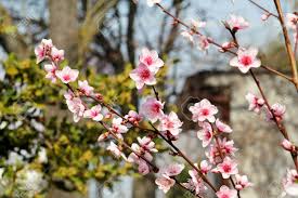 Early double red flowering peach. Peach Tree Blossoms Fruit Flowers Buds And Branches Of Peach Stock Photo Picture And Royalty Free Image Image 100263107