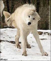 The first is albinism, caused by a mutation on a gene that codes for pigmentation. Did Chernobyl Cause This By Woxys On Deviantart