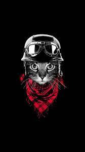 Cool Biker Cat Cat Wallpaper Animal Wallpaper Wallpaper Images Hd