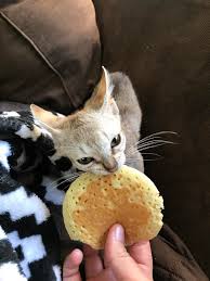 Why does my mother cat eat so much food all the time? Odin The Singapura Kitten Eating A Pancake Cats