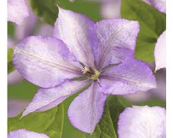 Clematis 'margaret hunt'french name : Waldrebe Floraself Clematis Cultivars Margaret Hunt H 50 70 Cm Co 2 3 L Bei Hornbach Kaufen