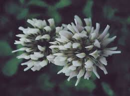 Image result for Trifolium polystachyum