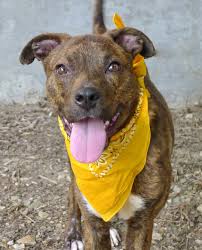 Adopt Milo On Petfinder Dog Adoption Adoption Help Homeless Pets