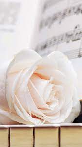 wallpaper iphone pure elegant rose flower macro music note book iphone 6 plus wallpaper wallpa nature iphone wallpaper iphone 5s wallpaper rose music