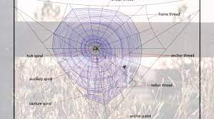 Spider Webs Dundee Science Centre