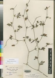 Image result for Brachystephanus