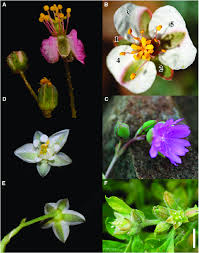 Image result for Hypertelis salsoloides