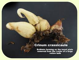 Image result for Crinum crassicaule