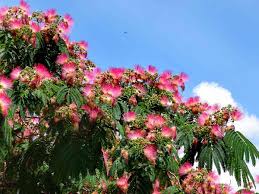 Image result for Albizia grandibracteata