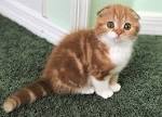 Scottish Fold Cat Breeders Websites - KittySites.Com