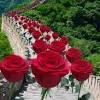 وإن غابوا عن العين قلنا يا رب احفظهم وارعاهم، 🙏🏾 ☘ 🌹 لكم مني اجمل ورده 🌹 🌷 صباحكم 🌷 ورد 🌷 وفل 🌷 وياسمين 🌷 Https Encrypted Tbn0 Gstatic Com Images Q Tbn And9gcr15opdxpq Wpmm9bbzf8w2prc2vhxquvau8rpx4cakhs 1 H60 Usqp Cau