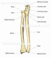 In this skeletal system anatomy lecture you will learn the main anatomical features and the important muscle attachments of radius. Radius And Ulna Anatomy Bones Human Anatomy Medical Anatomy