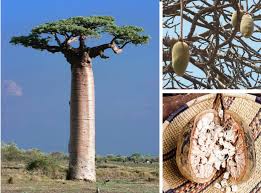I share baobab oil benefits for hair and best baobab oil recipes for hair in this article. 12 Beauty Benefits Of Baobab Oil For Skin Hair Beautymunsta Free Natural Beauty Hacks And More
