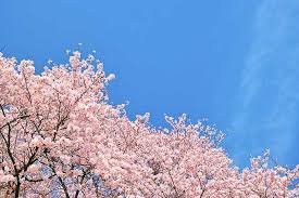 桜」の画像・写真素材を無料ダウンロード（1）フリー素材 BEIZ images