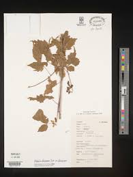 Image result for Allophylus ferrugineus