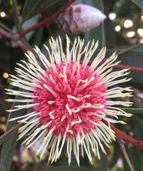 Image result for Hakea laurina