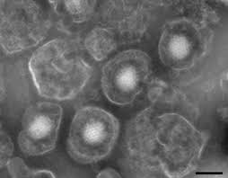 Résultat de recherche d'images pour "virus capsid electron rendering"