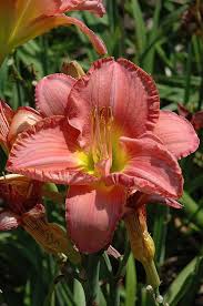 Has been active in the nursery and landscape business in rochester since 1971. Scottish Fantasy Daylily Hemerocallis Scottish Fantasy At Sargent S Gardens Day Lilies Fantasy Plants