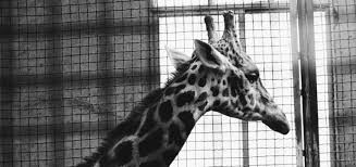 How Zoos Should Take Care Of Animals As They Age Faunalytics