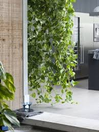 Devils Ivy Hanging Pot Plant Hanging Plants Indoor Plants Hanging Plants