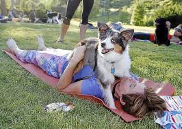 But your walls are better. How To Actually Do Yoga With Your Dog The Dog People By Rover Com