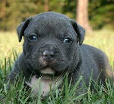 Cute Pitbull Puppy Pitbulls Pitbull Dog Cute Pitbull Puppies